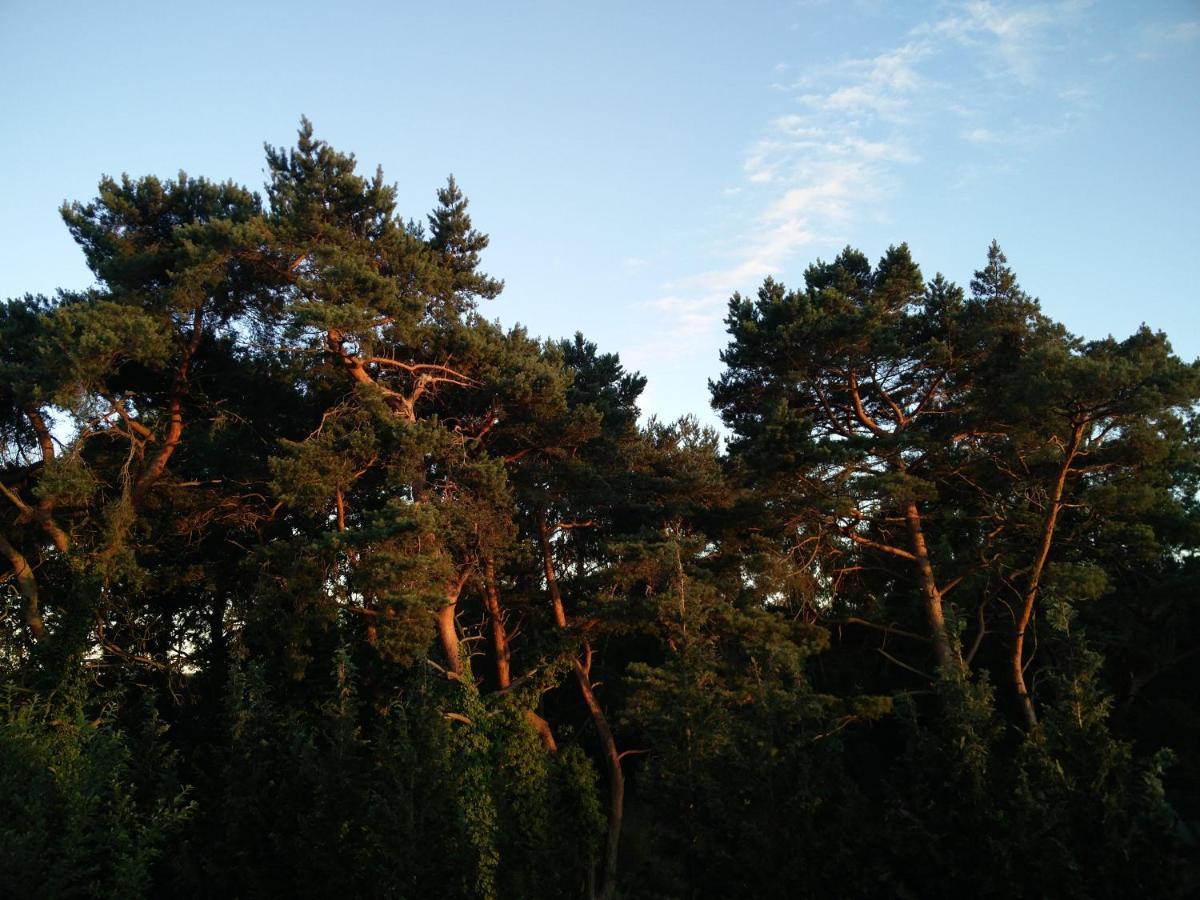 Ferienwohnung Am Kustenwald トラッセンハイデ エクステリア 写真